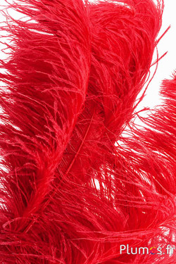 Struzzo premium - 50-60 cm - rosso